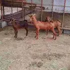 تيوس وعناق للبيع