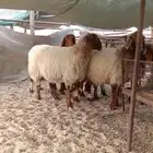 غنم نعيم دفيع عدد 5 رباعيات جبرات ديودها سلم