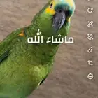 ببغاء امزوني بلو فرنتد ذكر