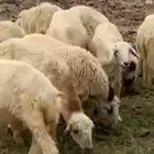 اعرض لكم طليان للبيع العدد 22 طليان 19 ورخال 3 صحه شرط