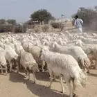 سلام بسم الله مشاء الله تبارك الله نعرض لكم ضان حريات حرشش