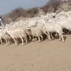 غنم طيبه مرح واحد