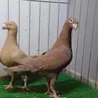 هومر