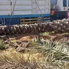 نخيل زينه نخيل مثمر