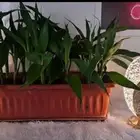 نبات طبيعي زرع داخلي ساق البامبو حوض