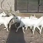 معزا بيشيات مراح بفحلها عيالها ذبايح