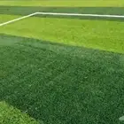 عشب ثيل طبيعي وصناعي وجميع الأشجار والزهور المثمره والمزهره