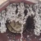 نحل للبيع قوي وريشه