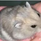 هامستر روسي للبيع جمله فقط 5ازواج واكثر