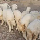 ذبايح حريات للزواجات طيبات