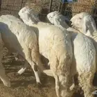 ذبايح حري سواكني تيوس عقيقه صدقه مناسبه عزيمه