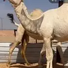 حلاق ابل المملكة