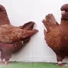 جوز كنق توووب