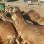 ذبايح حري سواكني تيوس يوجد خدمة ذبح تقطيع توصيل شاهد التقييم