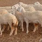 غنم حريات رخال جدع ثني العدد 27راس غنم طيبه حروش