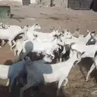 معزا بيشيات ولد مراح واحد 17 معها 19 ذبايح مضبي