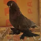 حمام ذكر لونق منتج مستوئ ممتاز