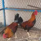 ديوك عربي