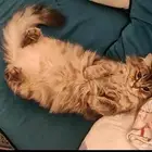 قطة شيرازي
