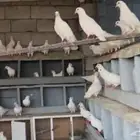 طبات سوبر اربعه وعشرين جواز على الشرط في مزوج وفيه شباب