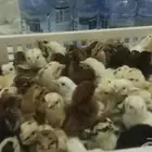 صوص صغار للبيع