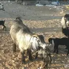 معزا مراح طيبات ولد 3 معها 6 تيوس