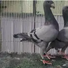 هومر بلوبار