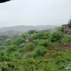نحل بلدي