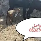 3 معزا معها عيالها 3