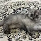 قطتين كيتن