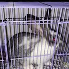 بيع ارنب انثى نضيف السع رمع قفصه وشرابه الماء عمر 3شهور