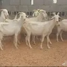 معزا هجين سانين