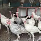 دجاج رومي
