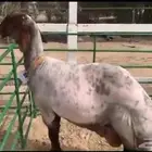 حلاق غنم مكينه حلاق عادي وحلاق صنف شغل نضيف