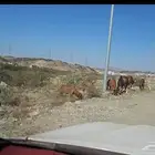 بقر مراح واحد العدد 8 بقر 2 ثيران و5 حسلان صغار البيع جمله