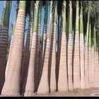 افضل المشاتل لتوريد النخيل