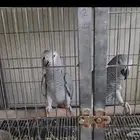 للبيع اجواز كاسكو