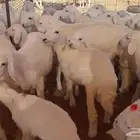 حريات للبيع