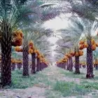 للبيع محصول تمر هذا الموسم  ملاحظة ( الصور تعبيريه )