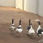 وز حصته طيبه