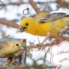 نساج ( خياط) العصفور الذهبي( زيبرا)