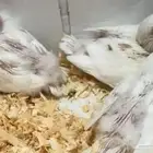 فراخ روز عمر 25 يوم العدد6حبة أربعة البينو واحد اخضر واحد كا