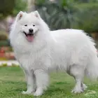 هاسكى ابيض عمر 5شهور