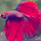 3 اسماك زينة مميزة مع الحوض