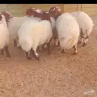 خرفان شرط و فل شحم