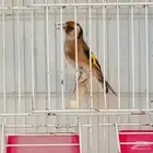 انثى حسون جاهزي