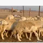 غنم حريات دفيع مفاصيل