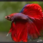 سمك فايتر بسعر جملة 6 ريال فقط