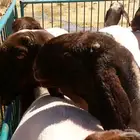 حلاق غنم مكينه  ابوعبدالله