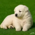 فندقة كلاب